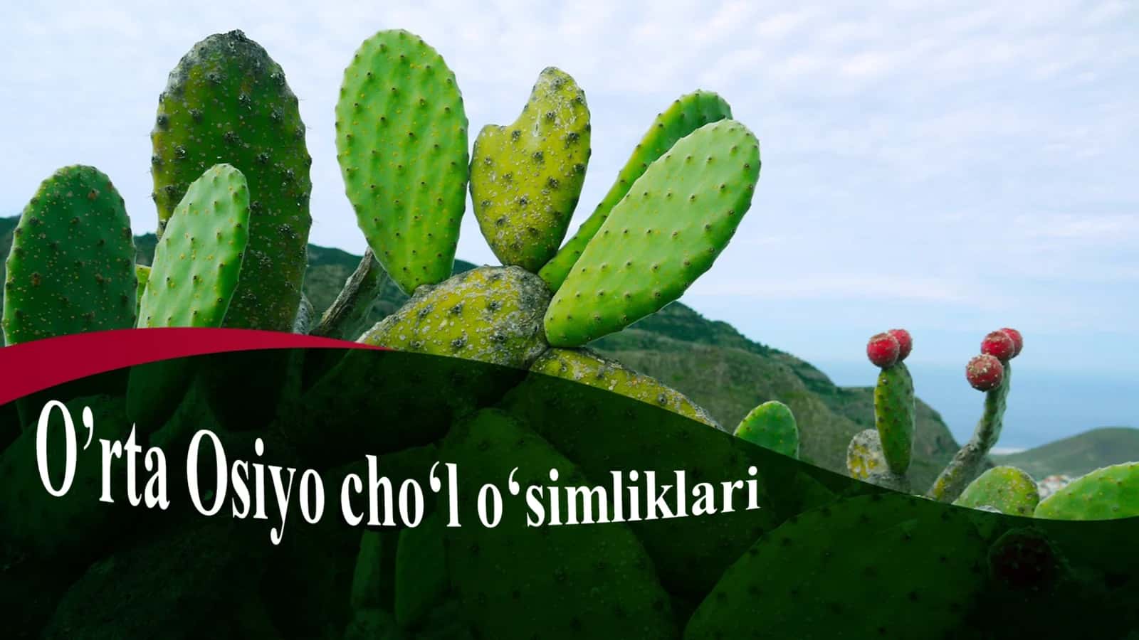 O’rta Osiyo cho‘l o‘simliklari 1
