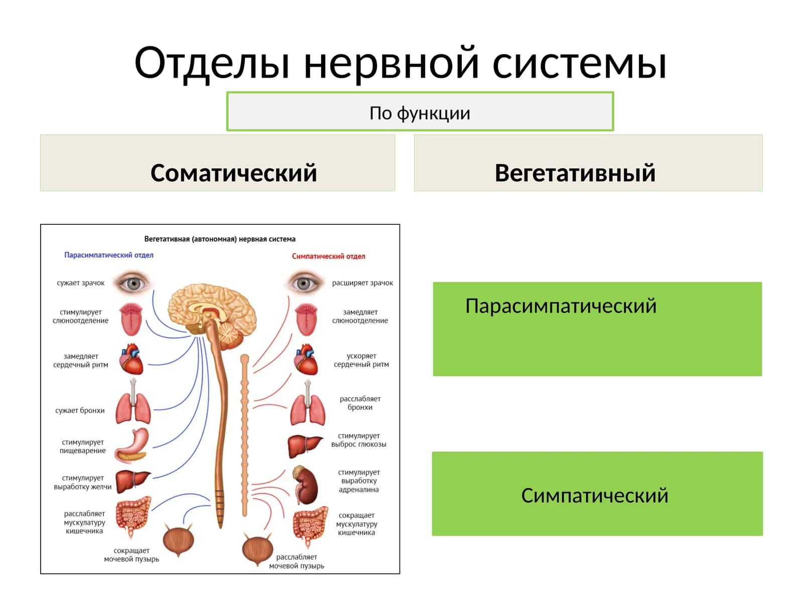 Отделы нервной системы 1