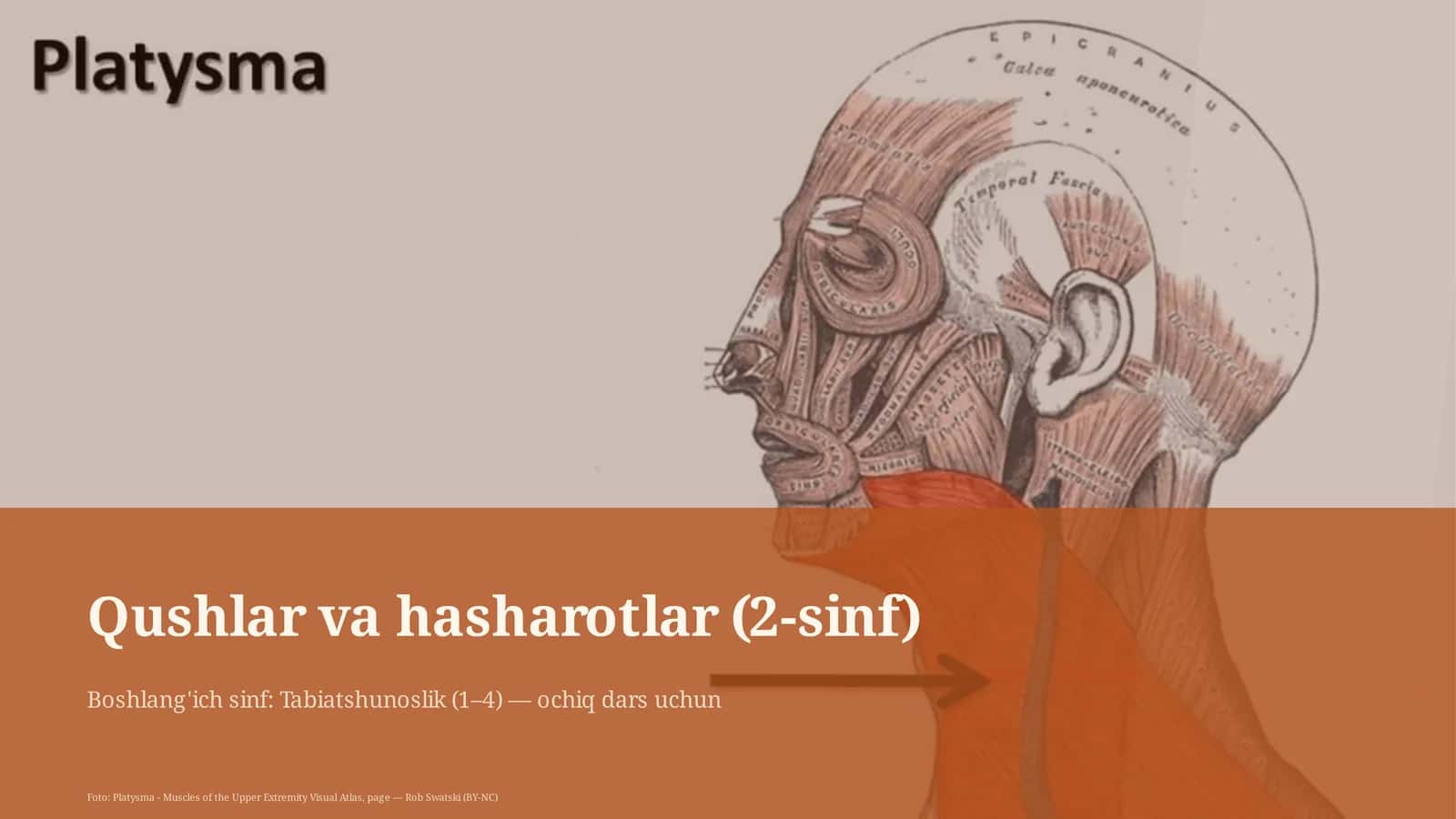 Qushlar va hasharotlar (2-sinf) 1
