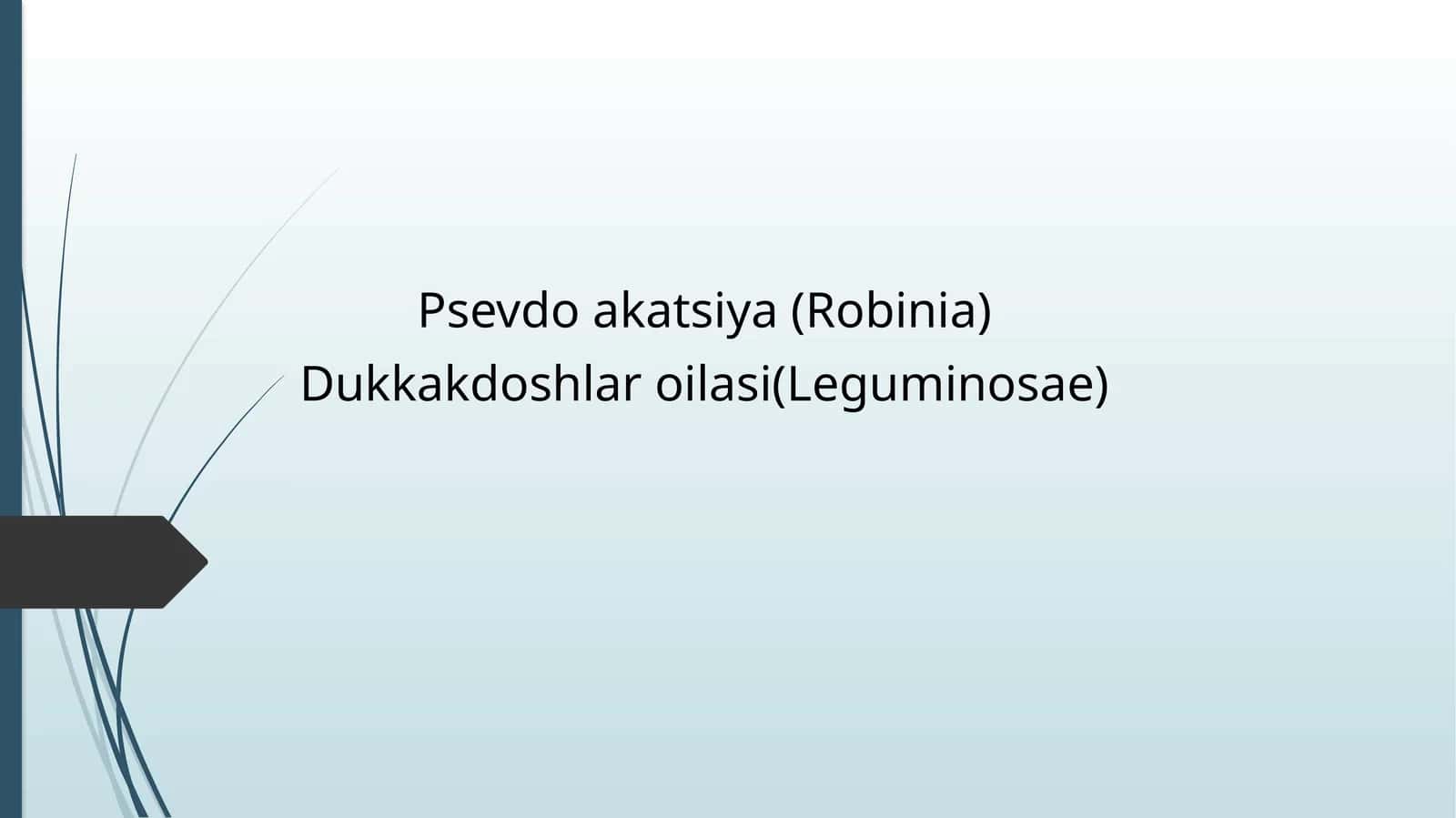 Psevdo akatsiya (Robinia) 1