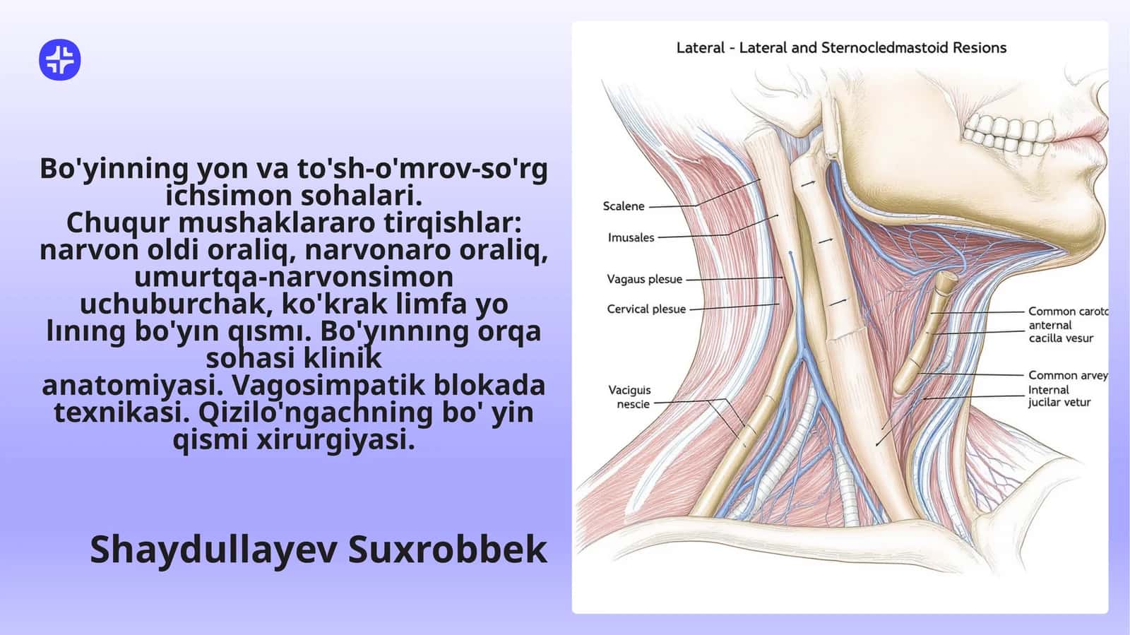 Bo'yinning yon va to'sh-o'mrov-so'rgichsimonsohalari 1