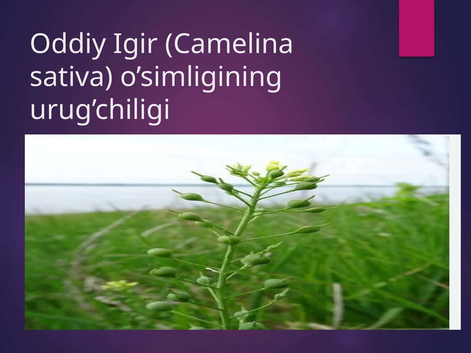 Oddiy Igir (Camelina sativa) 1