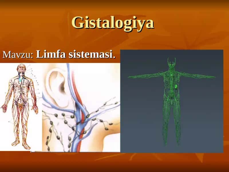 Gistalogiya 1