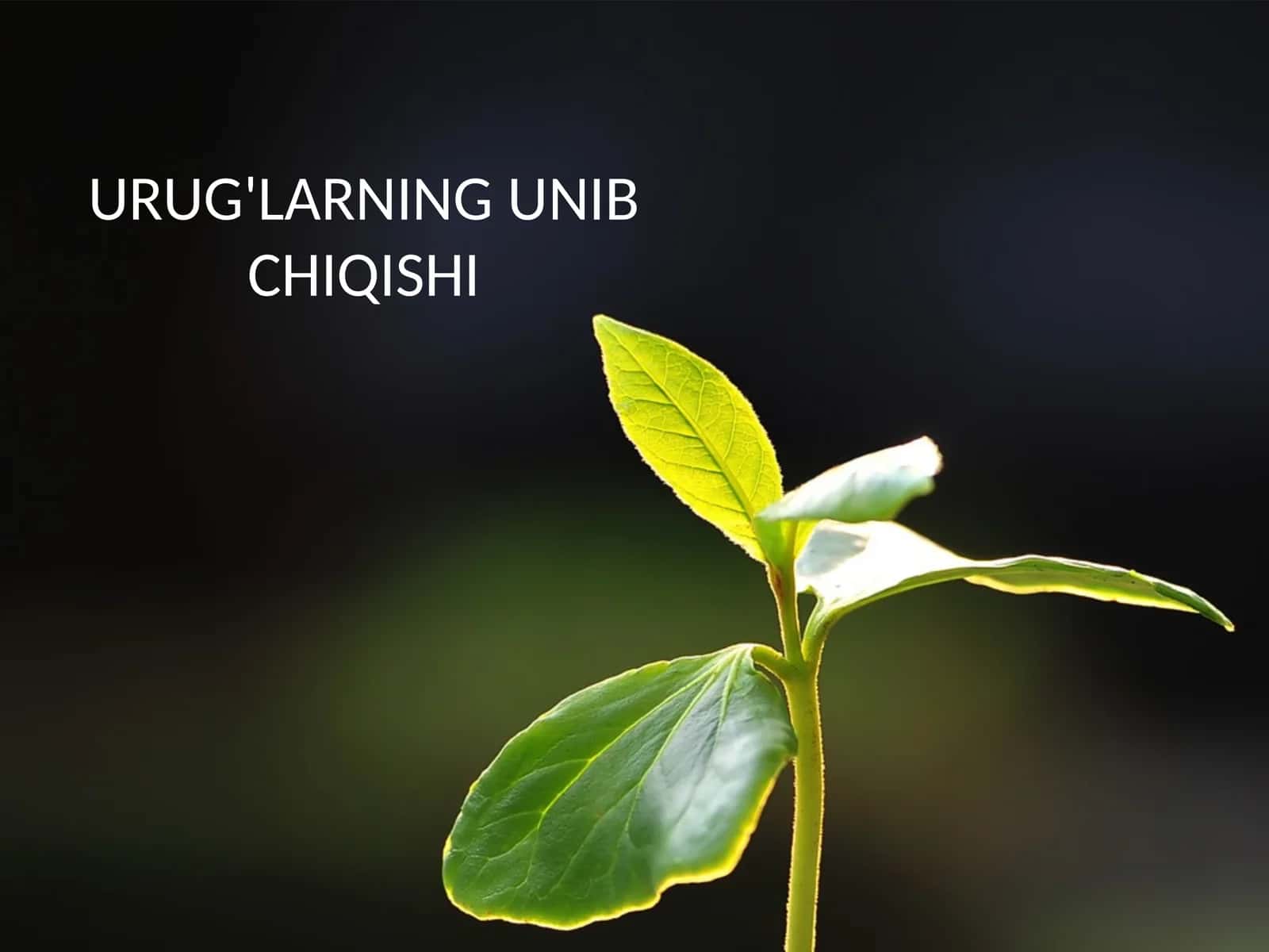 Urug'larning unib chiqishi 1