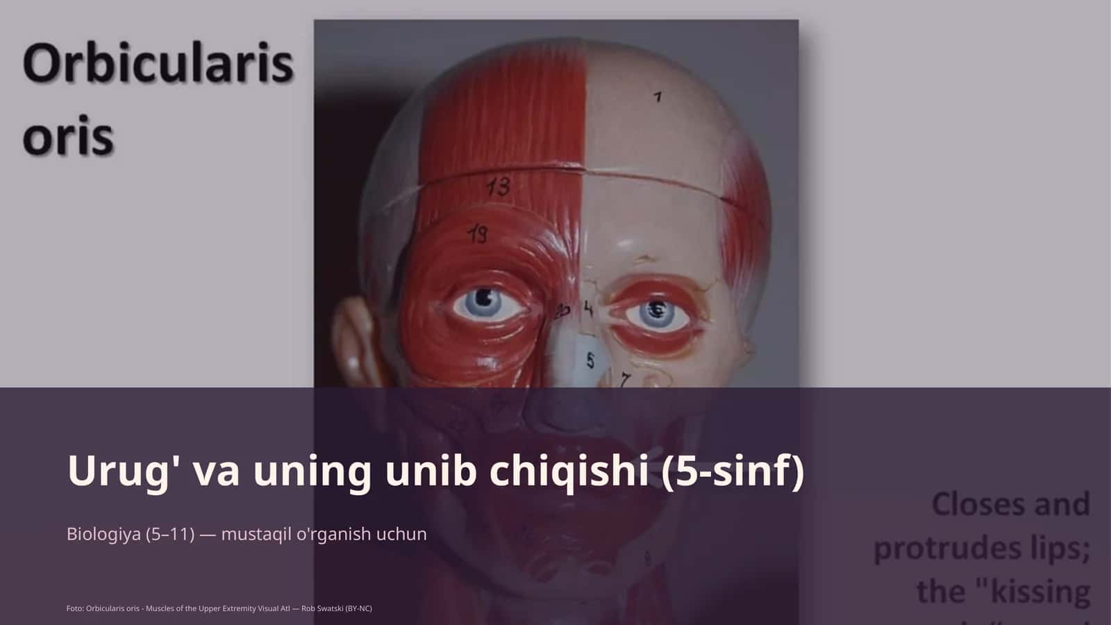 Urug' va uning unib chiqishi (5-sinf) 1