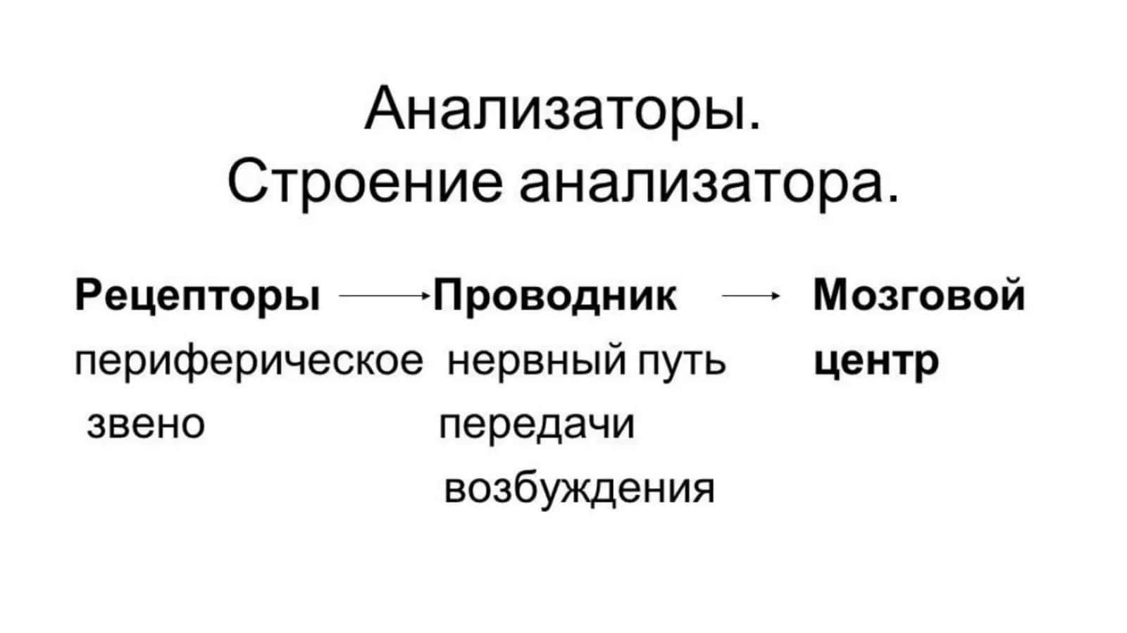 Глазное яблоко 1