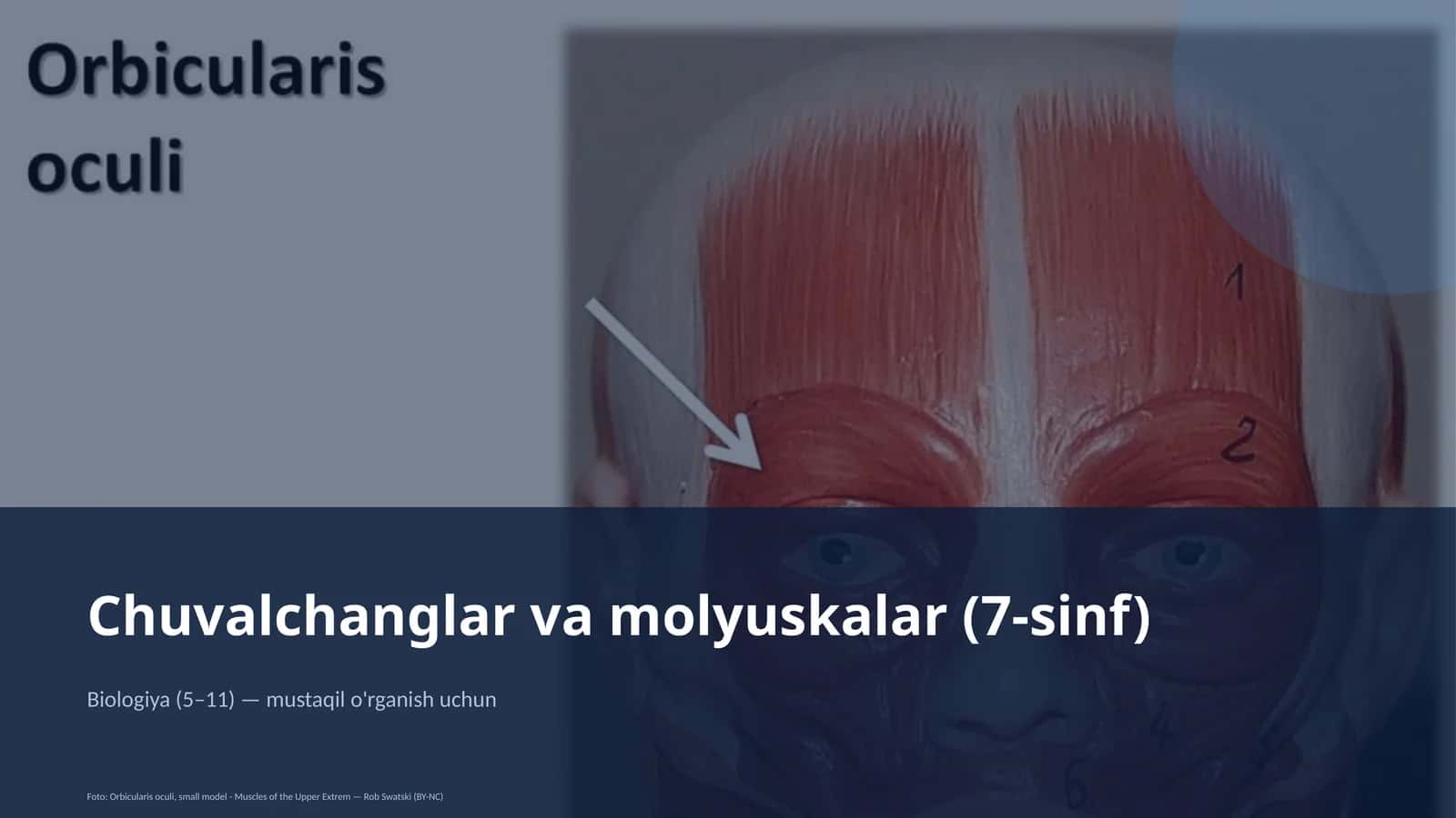 Chuvalchanglar va molyuskalar (7-sinf) 1