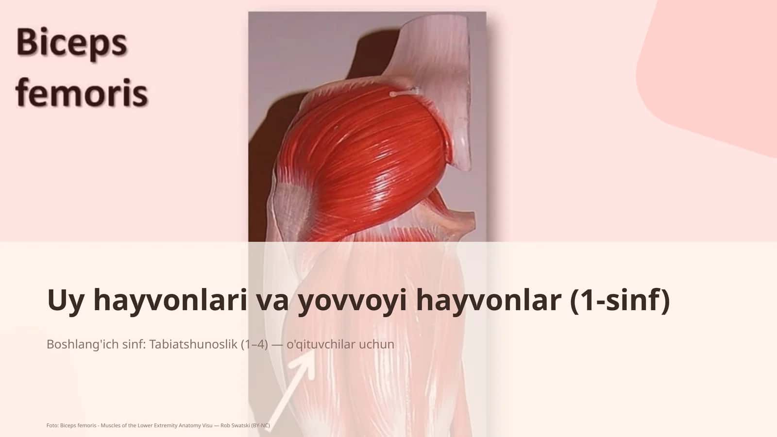 Uy hayvonlari va yovvoyi hayvonlar (1-sinf) 1