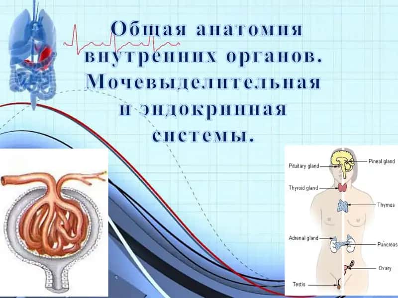 Почки 1