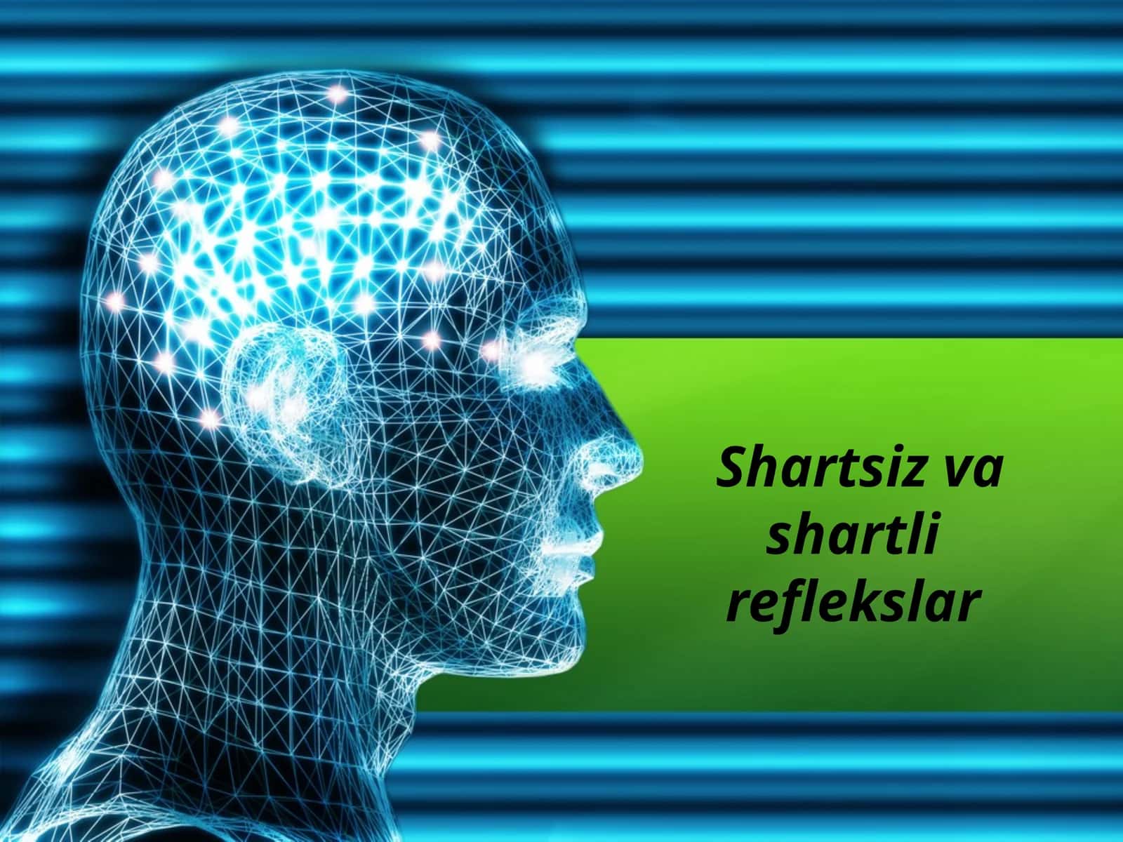 Shartsizvashartli reflekslar 1