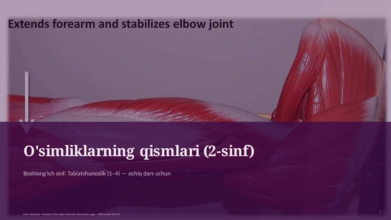 O'simliklarning qismlari (2-sinf) 1