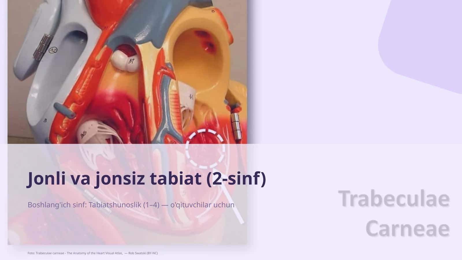 Jonli va jonsiz tabiat (2-sinf) 1