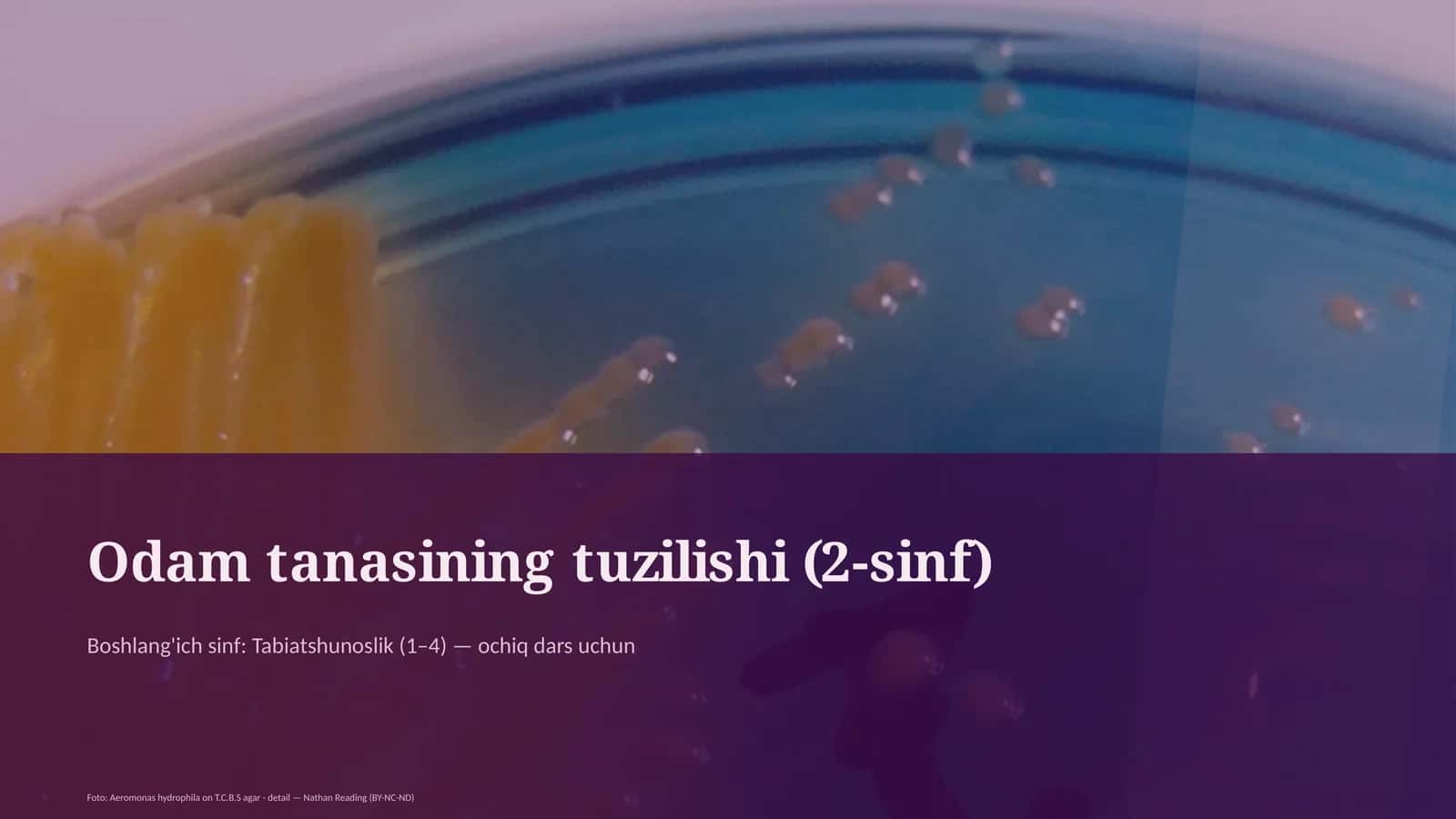 Odam tanasining tuzilishi (2-sinf) 1