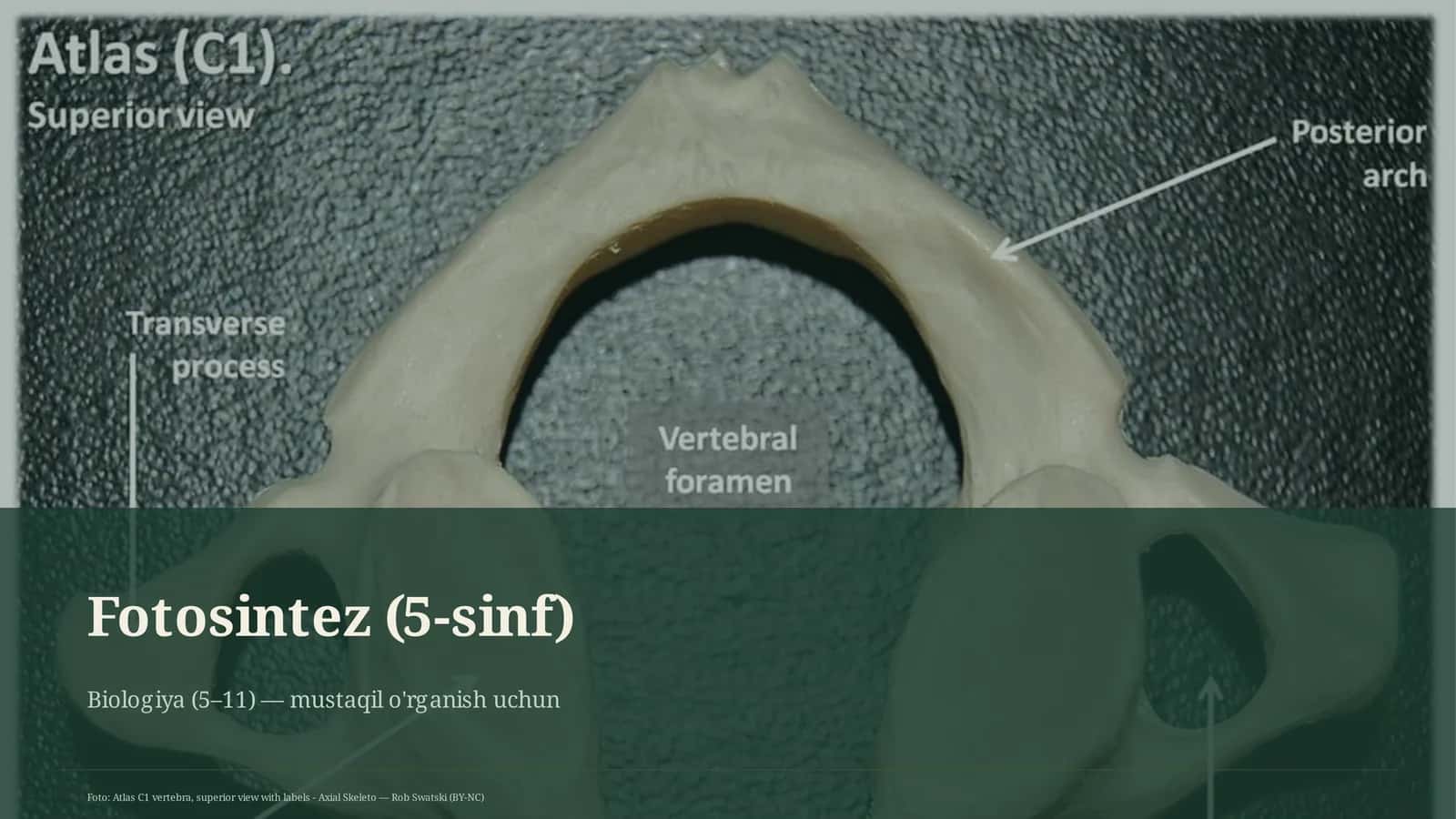 Fotosintez (5-sinf) 1