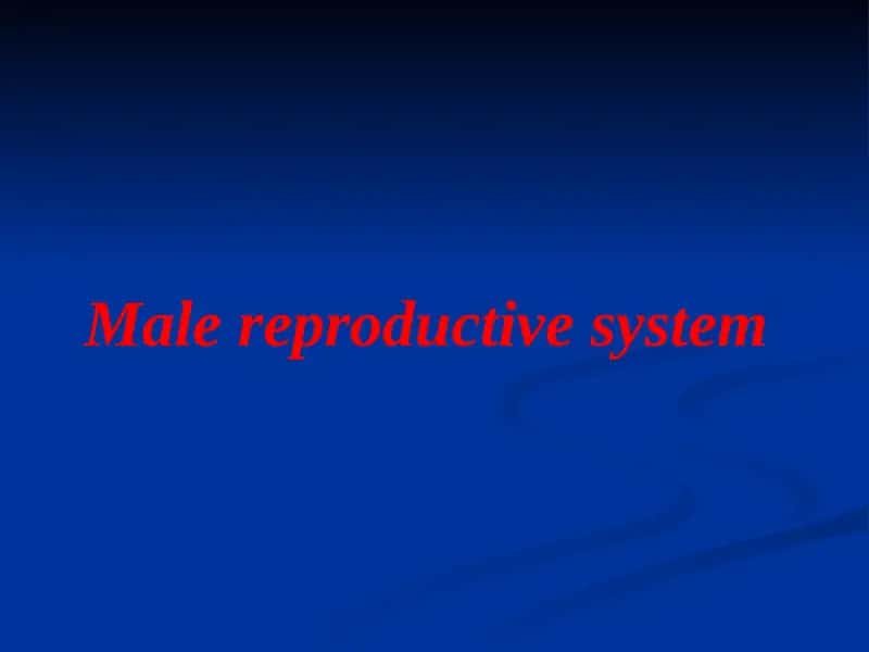 Male reproductive system 1