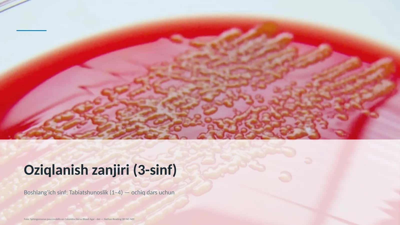 Oziqlanish zanjiri (3-sinf) 1