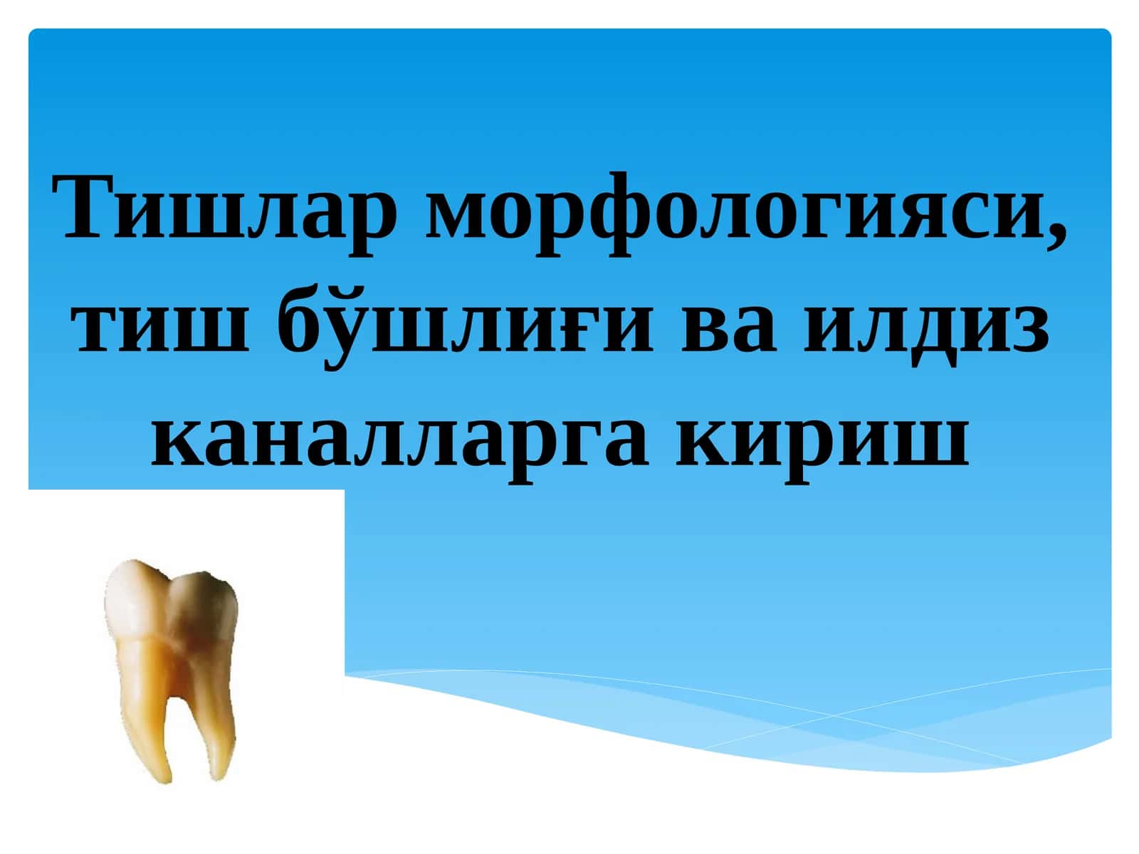 Тишлар морфологияси 1