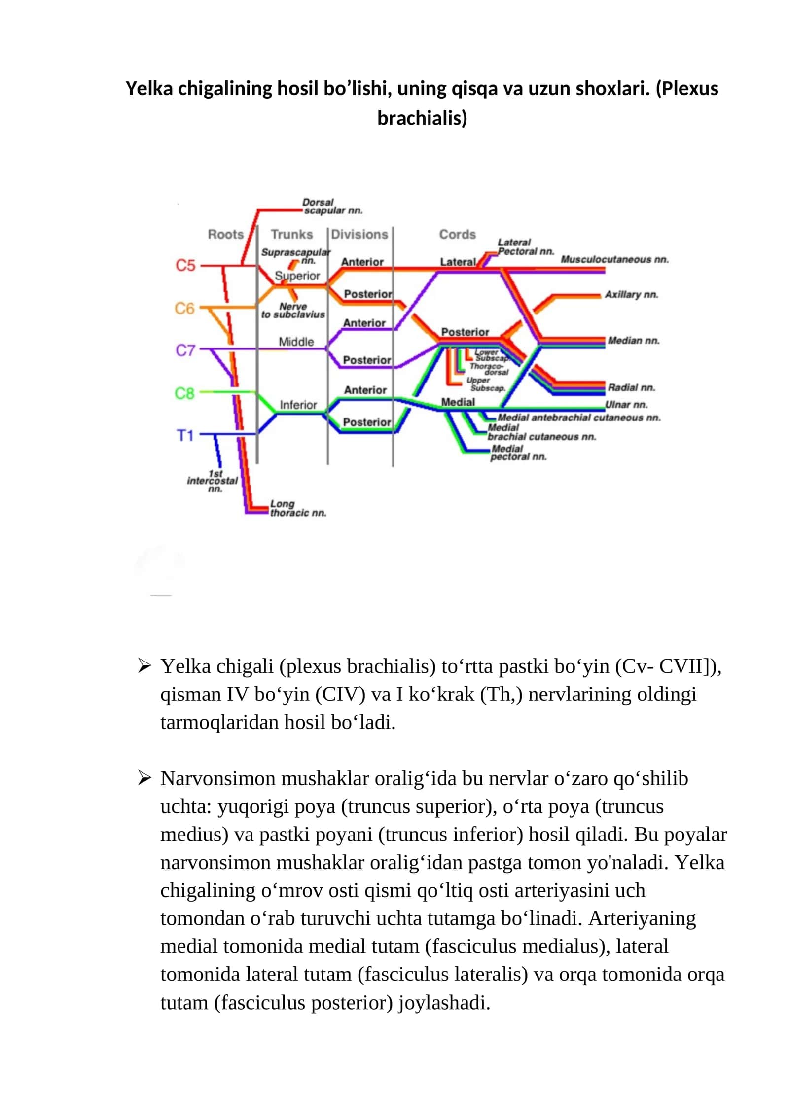 Yelka chigali (Plexus brachialis) 1