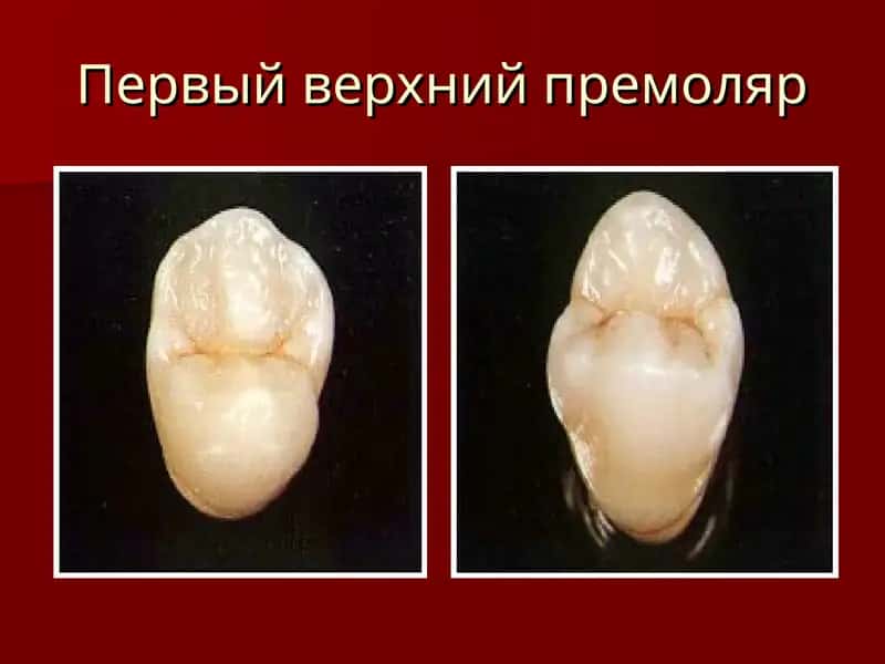 Первый верхний премоляр 1