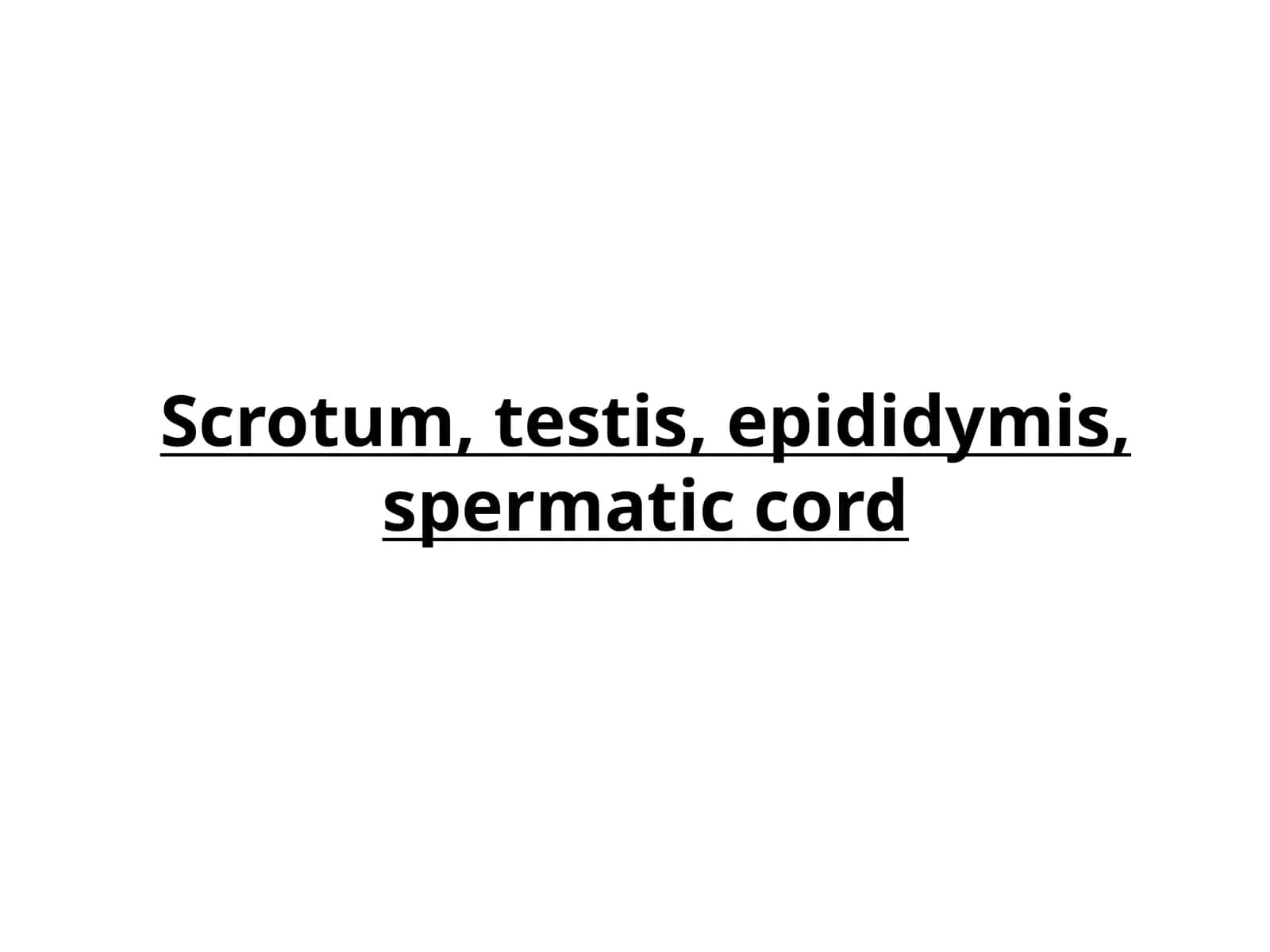 Scrotum, testis, epididymis, spermatic cord 1