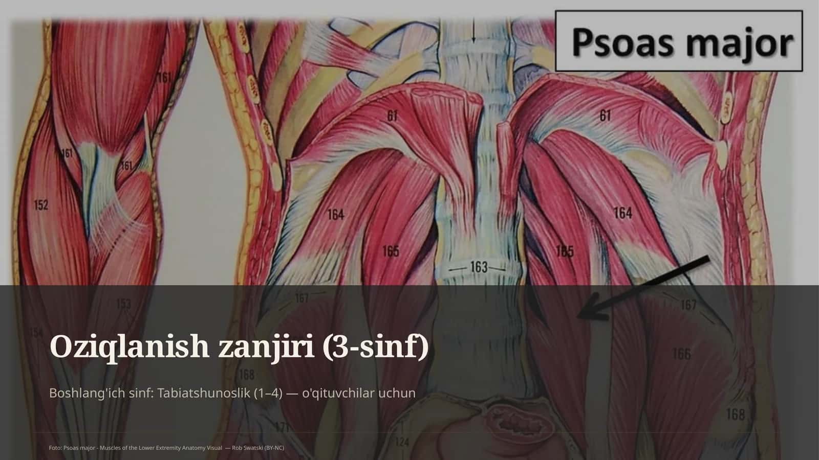 Oziqlanish zanjiri (3-sinf) 1
