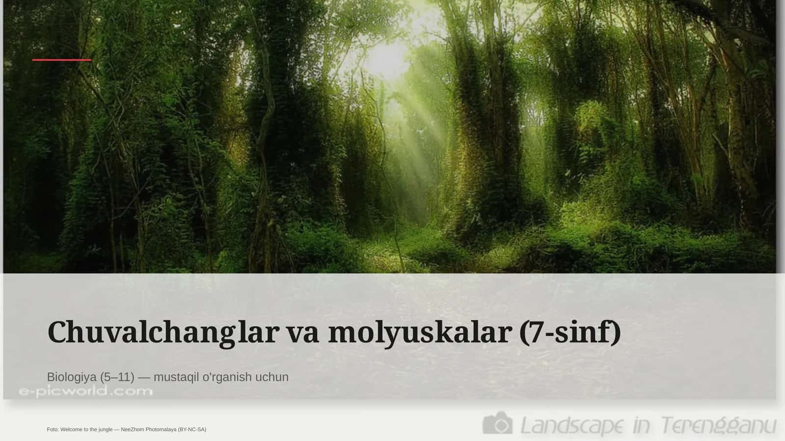 Chuvalchanglar va molyuskalar (7-sinf) 1