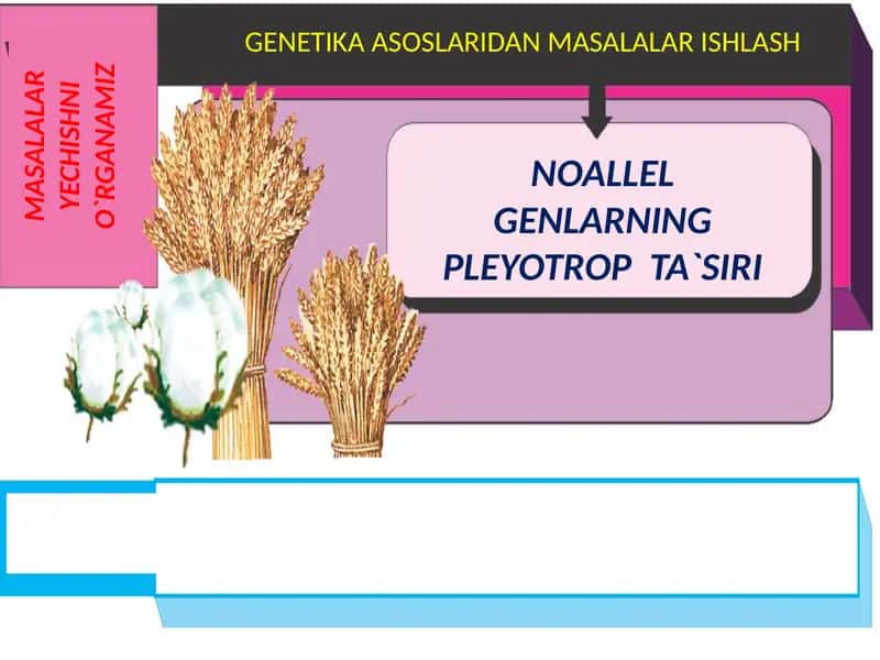 NOALLEL GENLARNING PLEYOTROP TA`SIRI 1