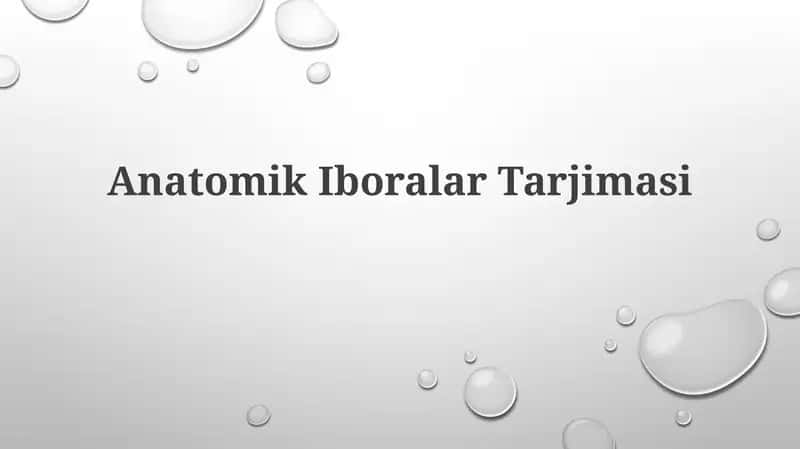 Anatomik Iboralar Tarjimasi 1