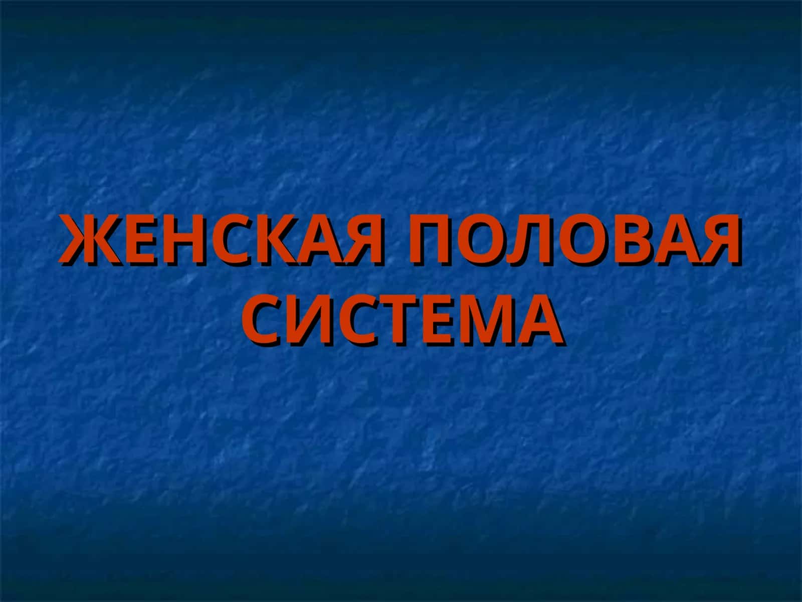 Женская половая система 1
