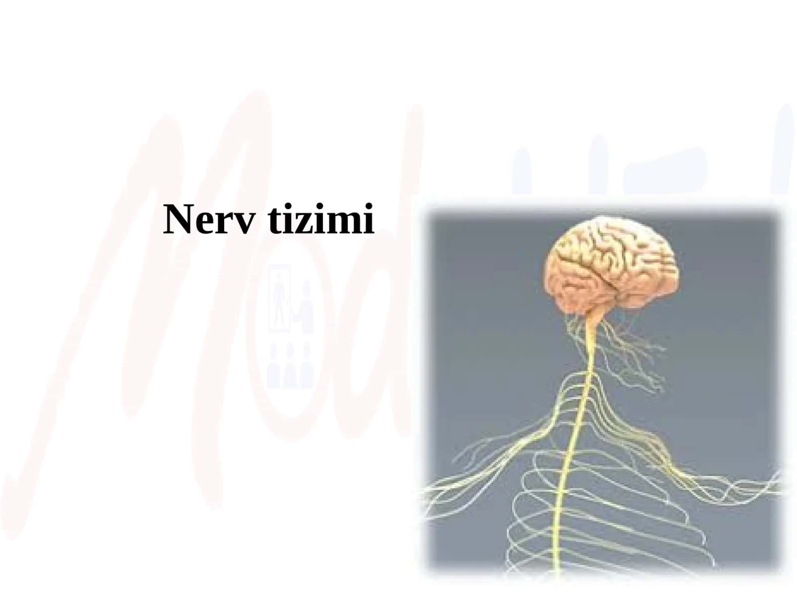 Nerv tizimi 1