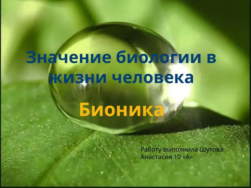 Бионика 1