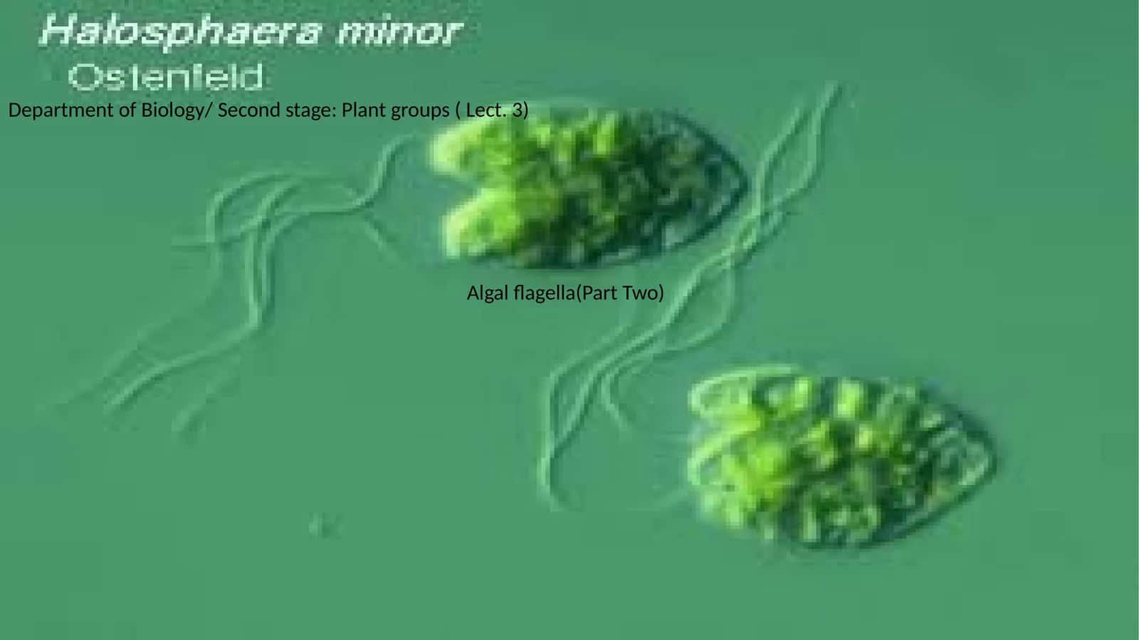 Reproduction in Algae 1