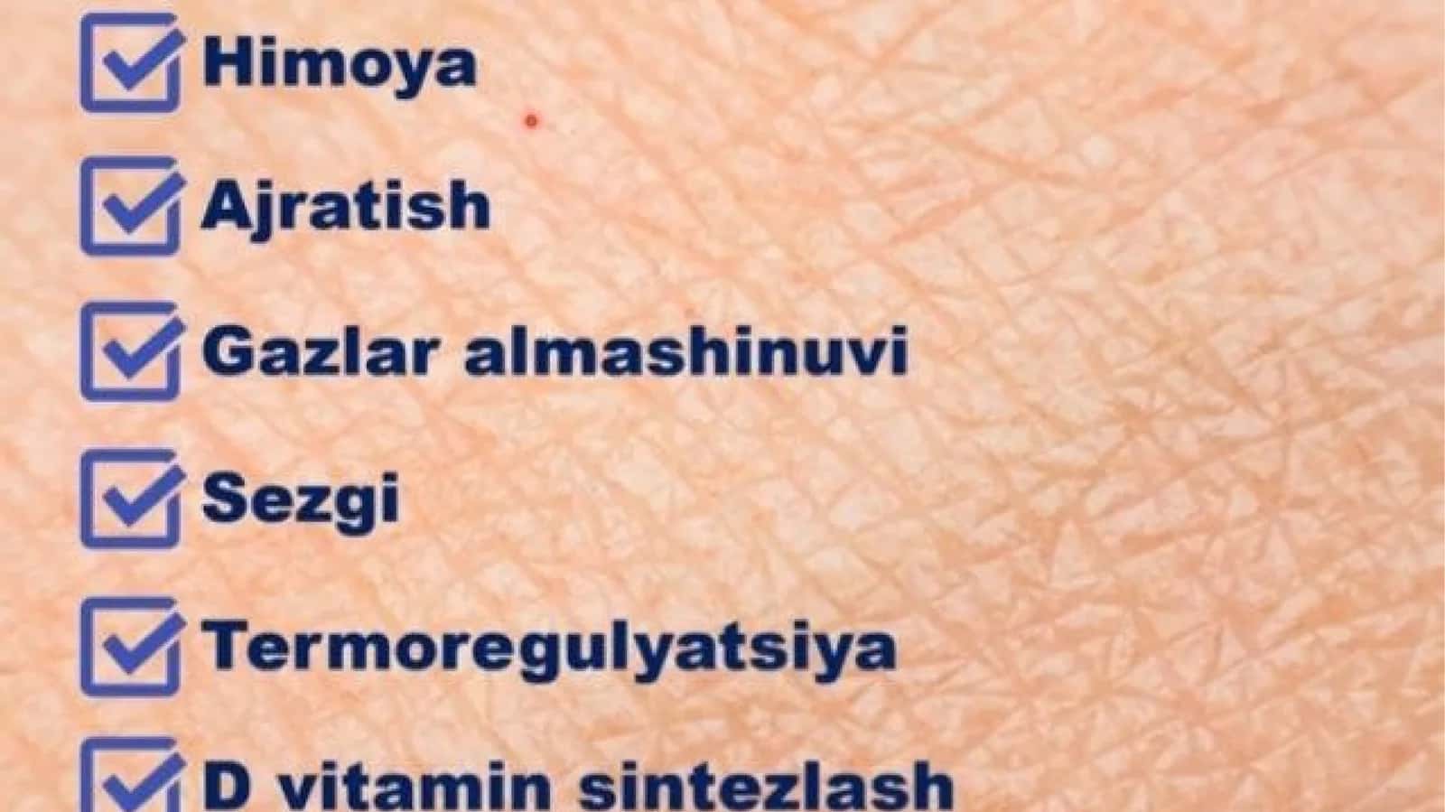teri bezlari 1