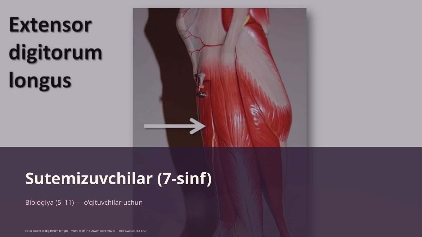 Sutemizuvchilar (7-sinf) 1
