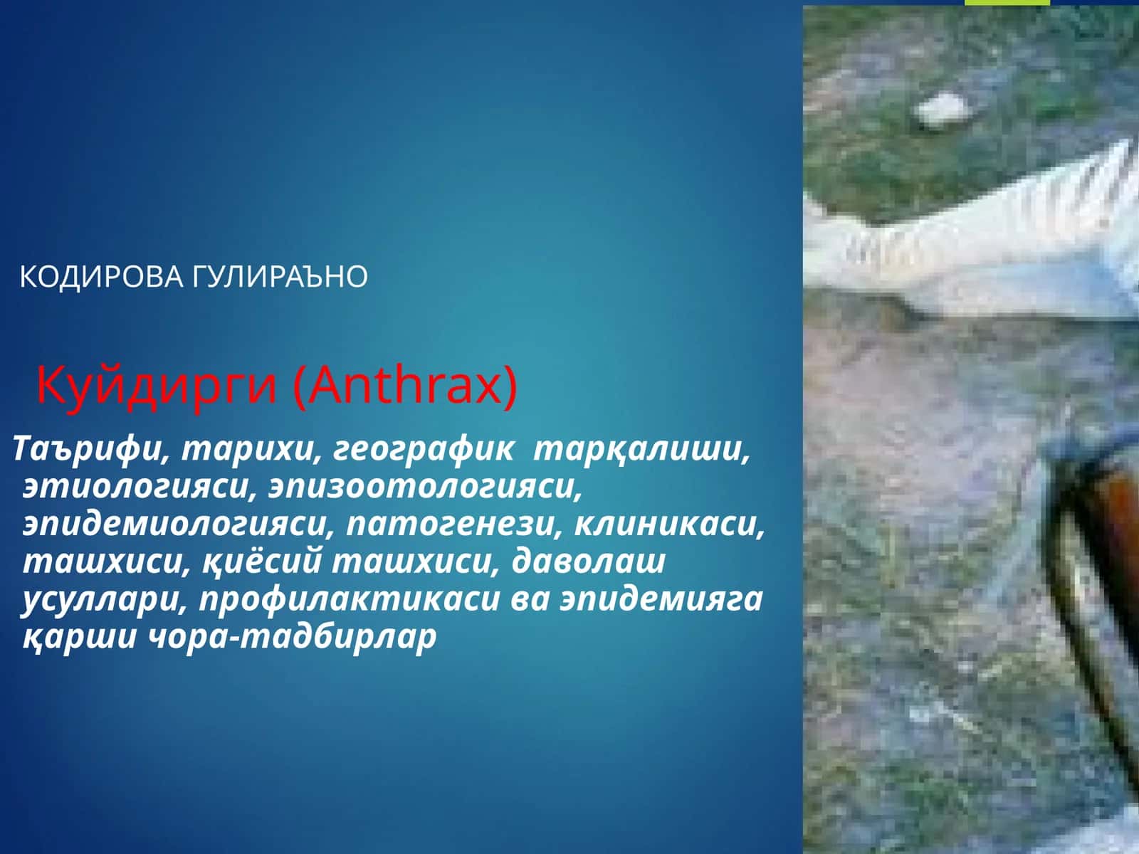 Kuydirgi 1