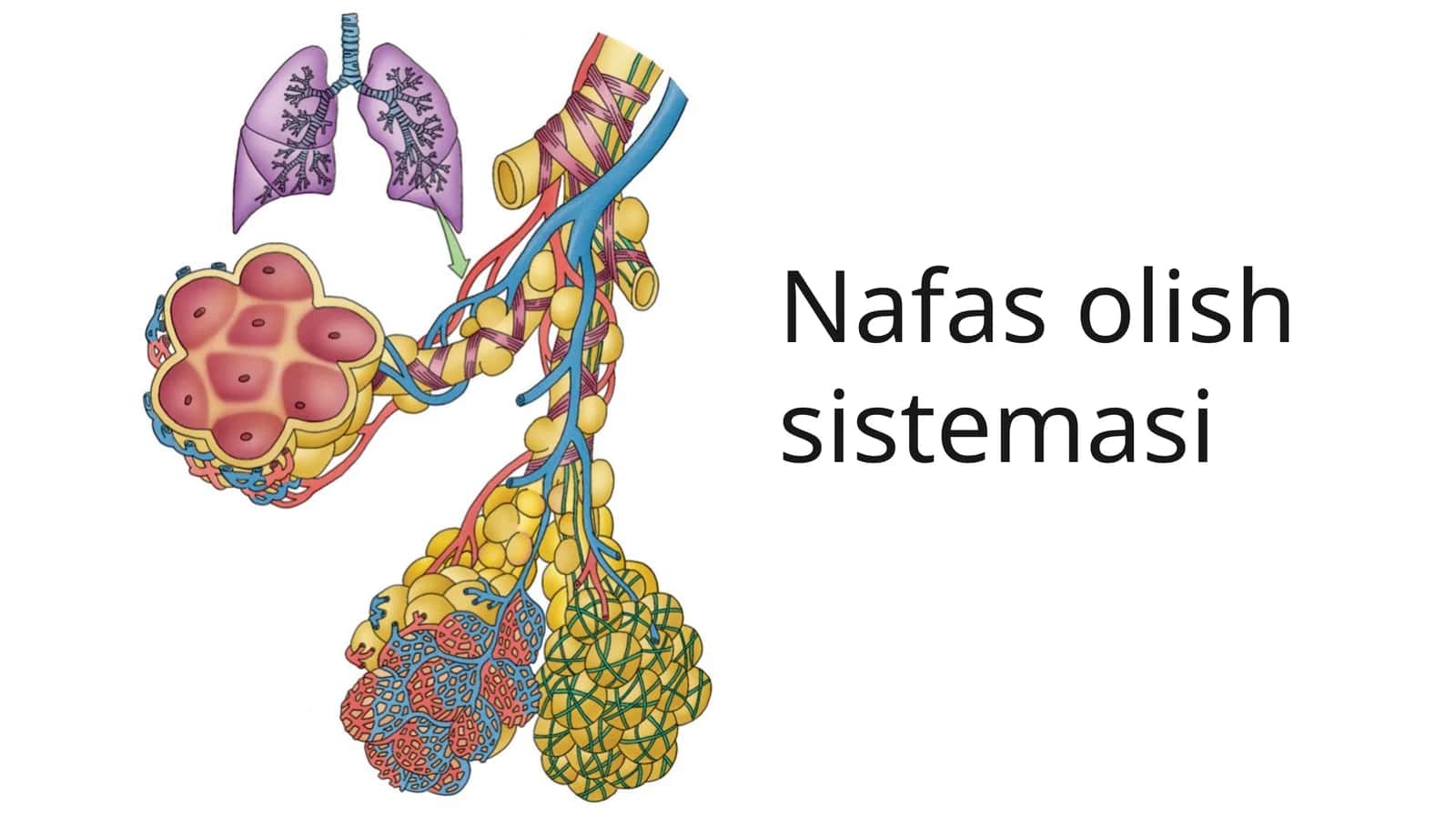 Nafas olish sistemasi 1