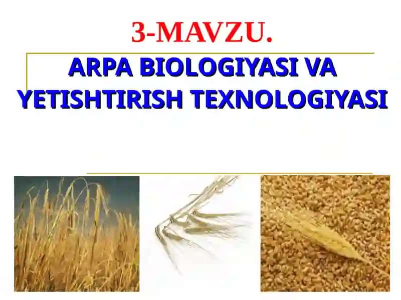 MAVZU.ARPA BIOLOGIYASI VA YETISHTIRISH TEXNOLOGIYASI