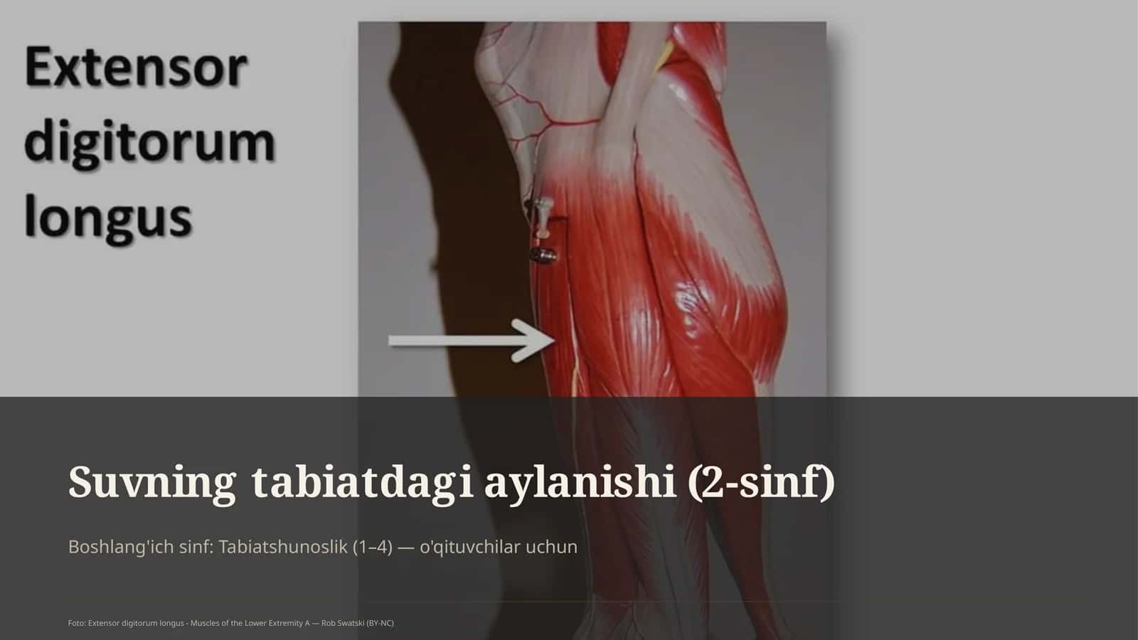 Suvning tabiatdagi aylanishi (2-sinf) 1