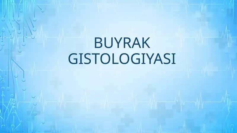 BUYRAK GISTOLOGIYASI 1