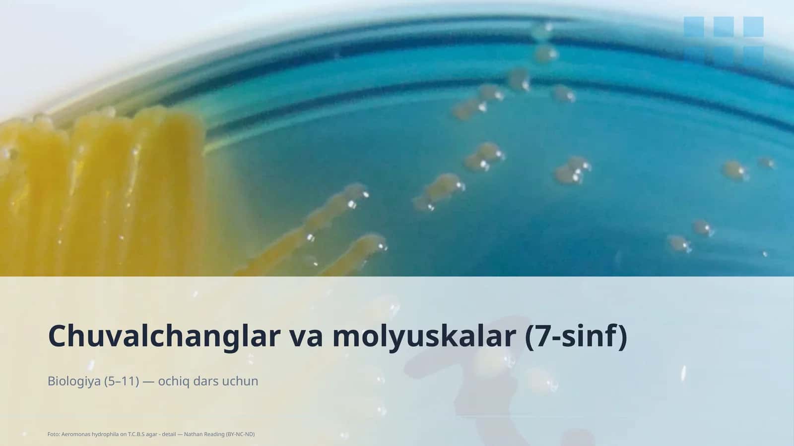 Chuvalchanglar va molyuskalar (7-sinf) 1