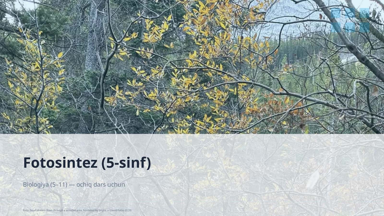 Fotosintez (5-sinf) 1