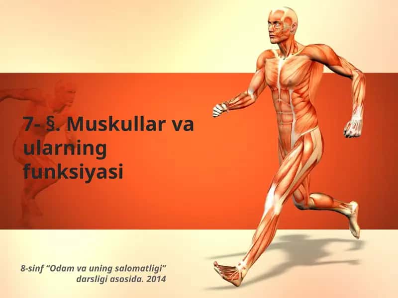 Muskullar va ularning funksiyasi 1