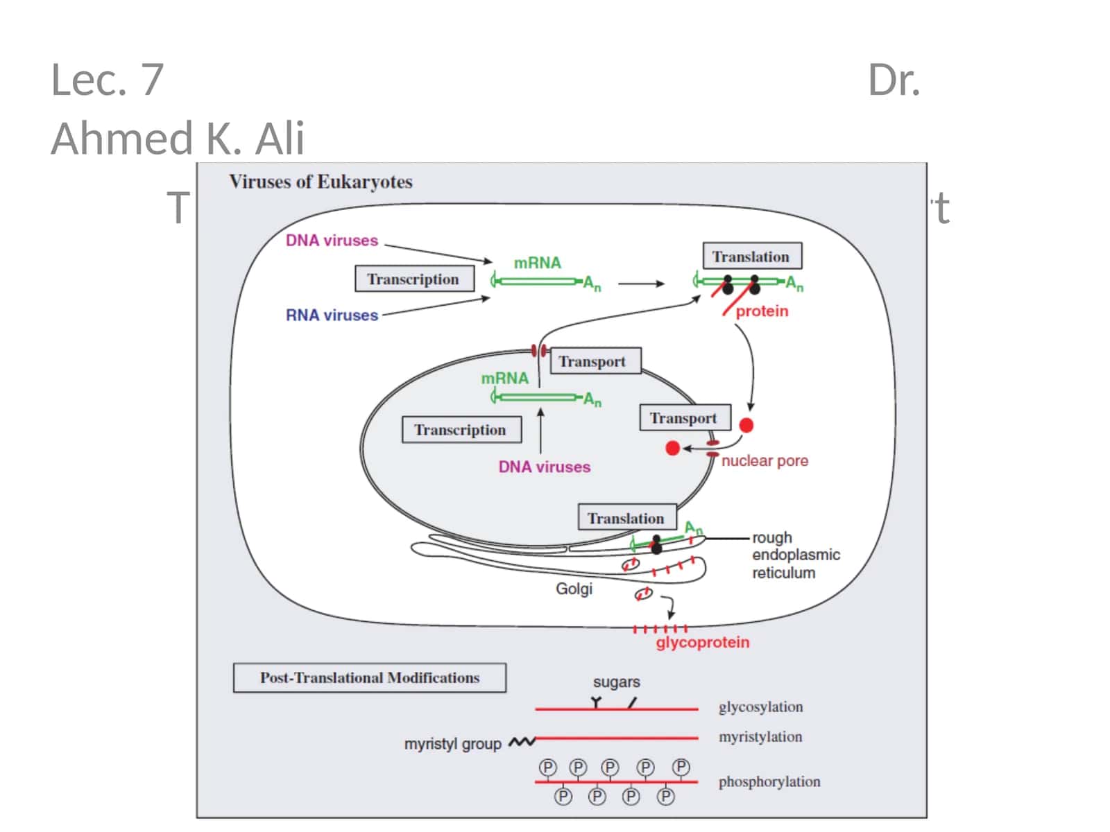 Lec. 7 Dr. Ahmed K. Ali 1