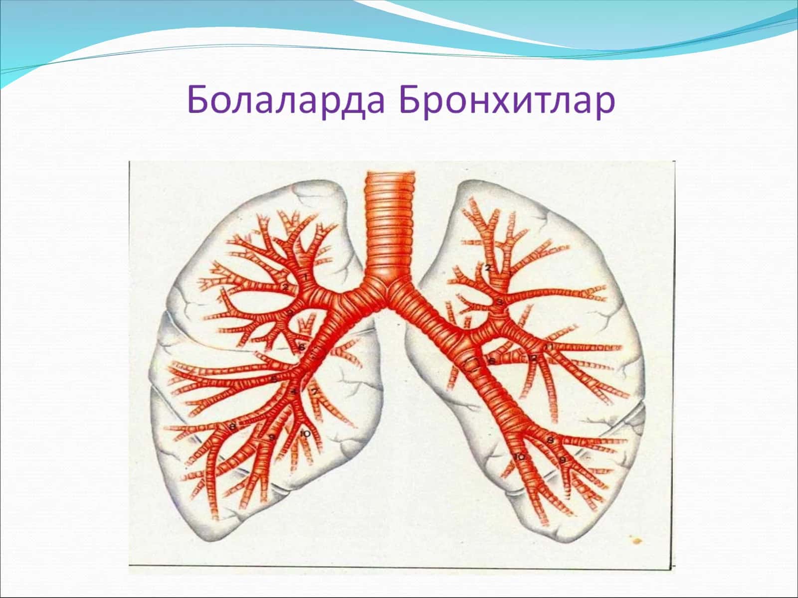 Уткир бронхит (оддий) 1