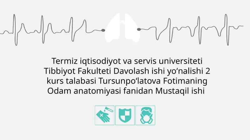 Yonqorinchalar anatomiyasi 1