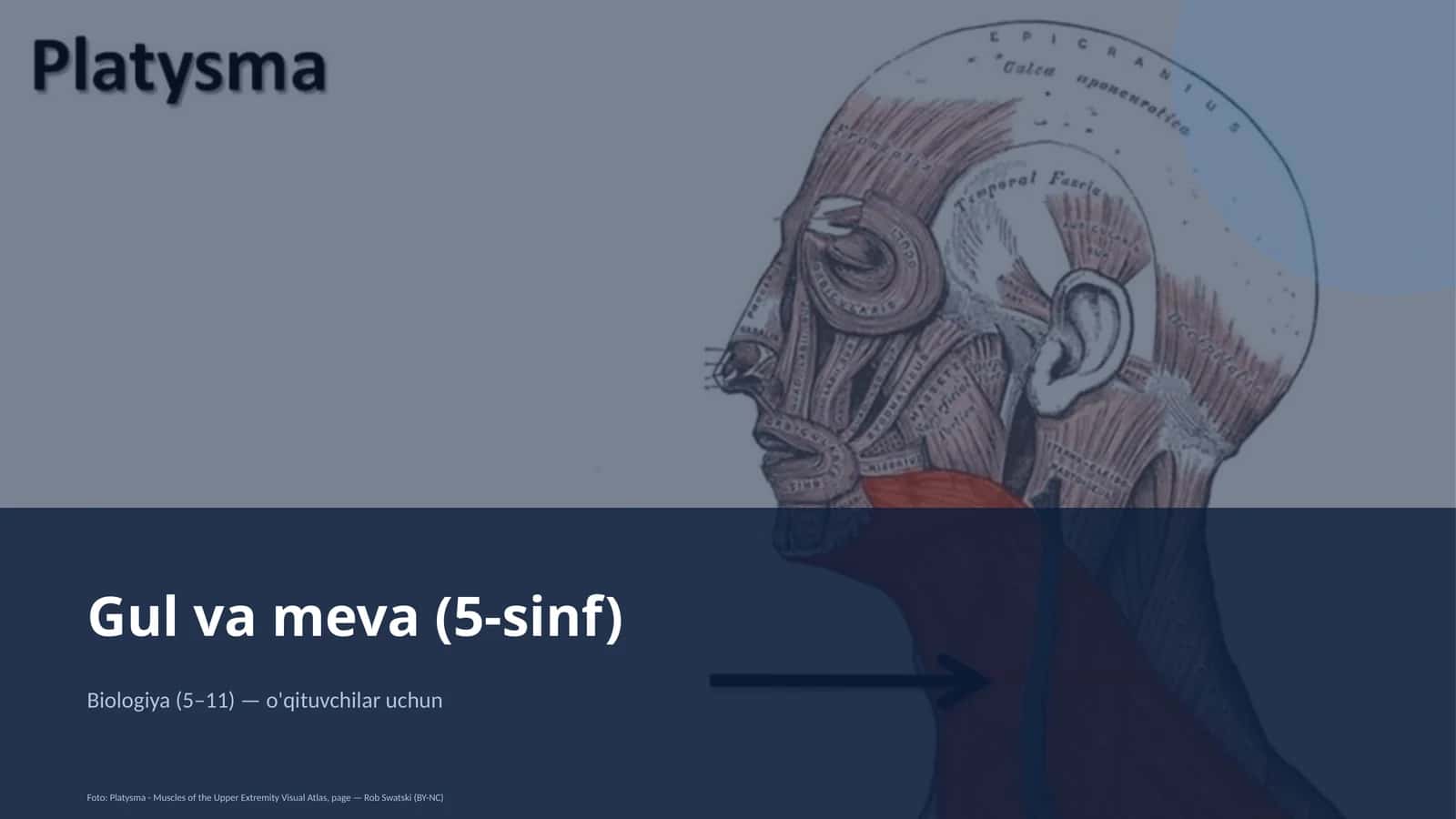 Gul va meva (5-sinf) 1