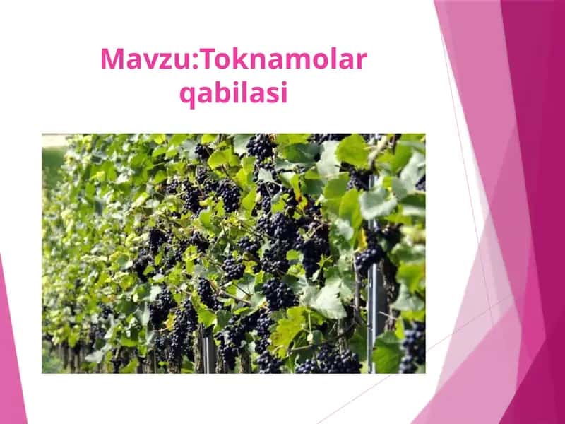 Toknamolar qabilasi 1