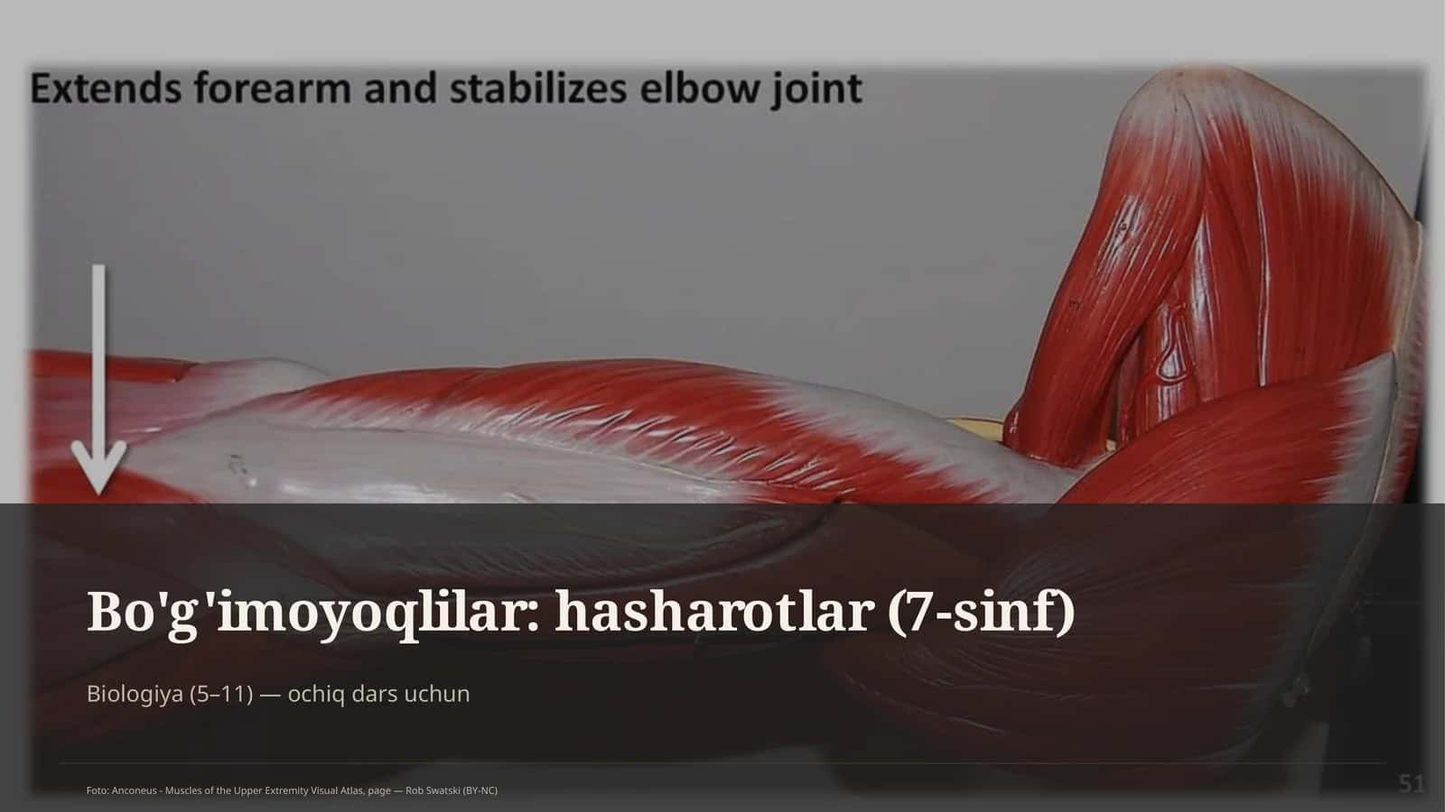 Bo'g'imoyoqlilar: hasharotlar (7-sinf) 1
