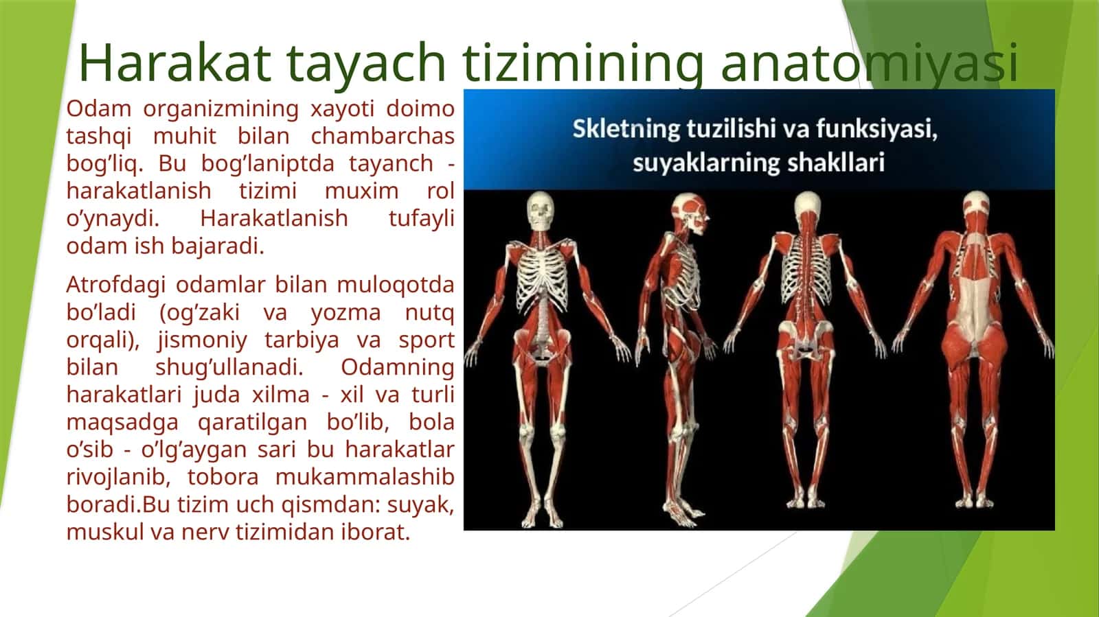 Harakat tayach tizimining anatomiyasi 1