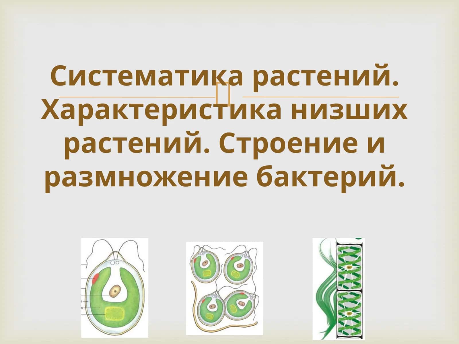 Систематика растений 1